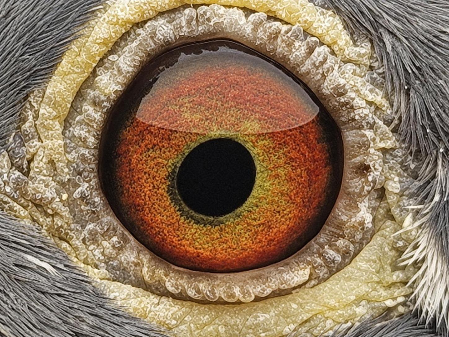 Pigeon eye